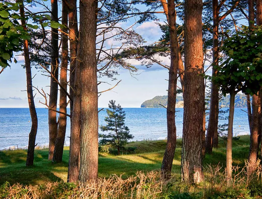 Blick auf die Küste Rügens durch den Wald – Arkona Strandhotel setzt auf QR-Codes statt Broschüren zur Umweltkommunikation
