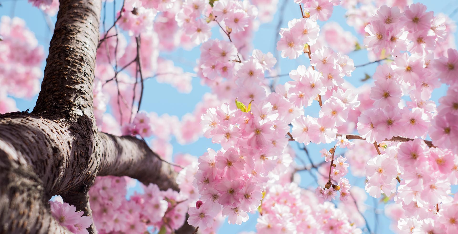 Nahaufnahme von rosa Kirschblüten an einem Ast mit klarem, blauem Himmel im Hintergrund.