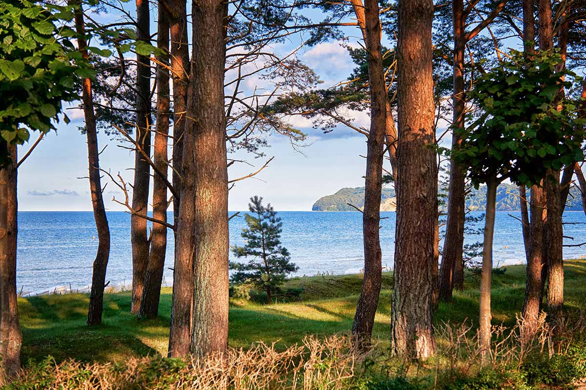 Blick auf die Küste Rügens durch den Wald – Arkona Strandhotel setzt auf QR-Codes statt Broschüren zur Umweltkommunikation
